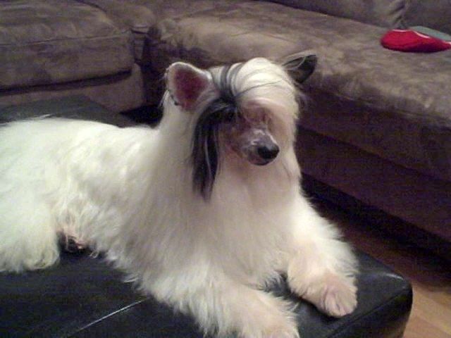 Silver Bluff I'm A Vuitton Too