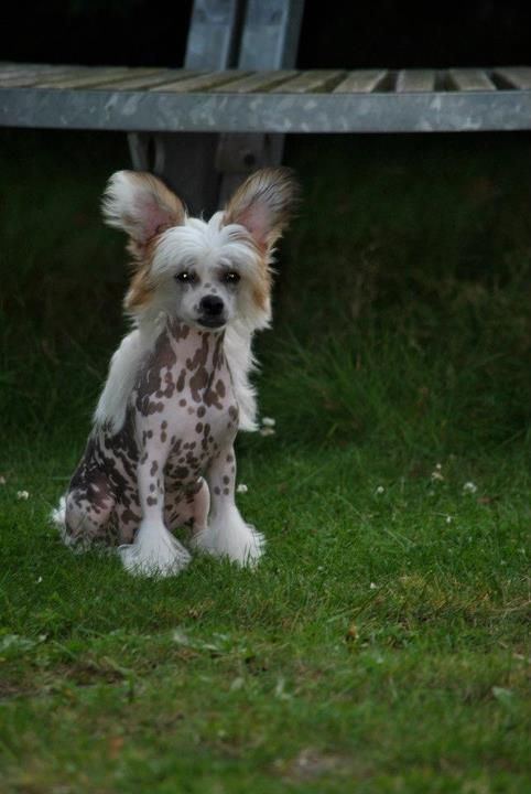 Solino's Batida De Coco