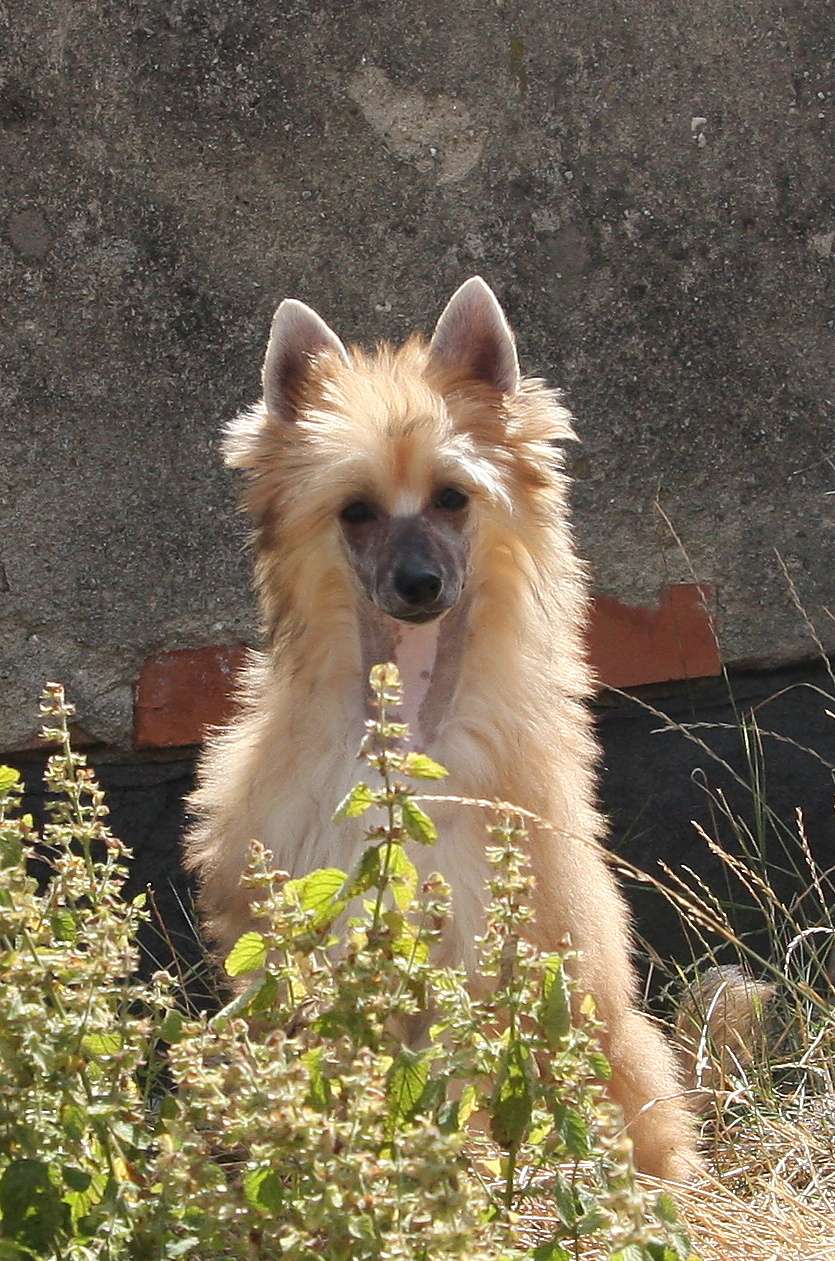 Lady Kivrin Queen Malverne