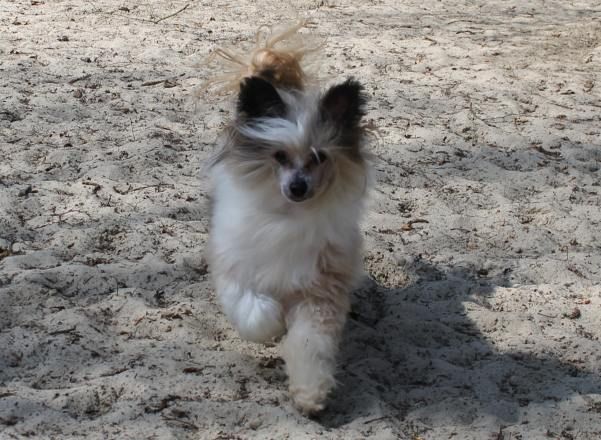 Crestars Biznes Chez TopModel