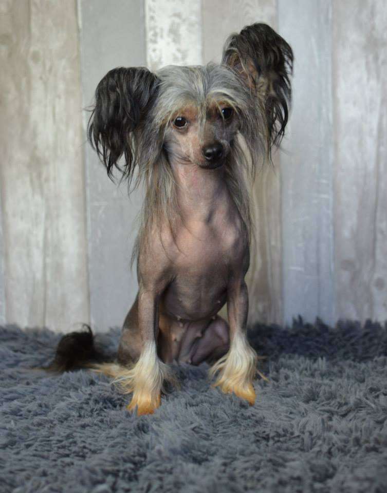 Bonita Chiquita Trishablue