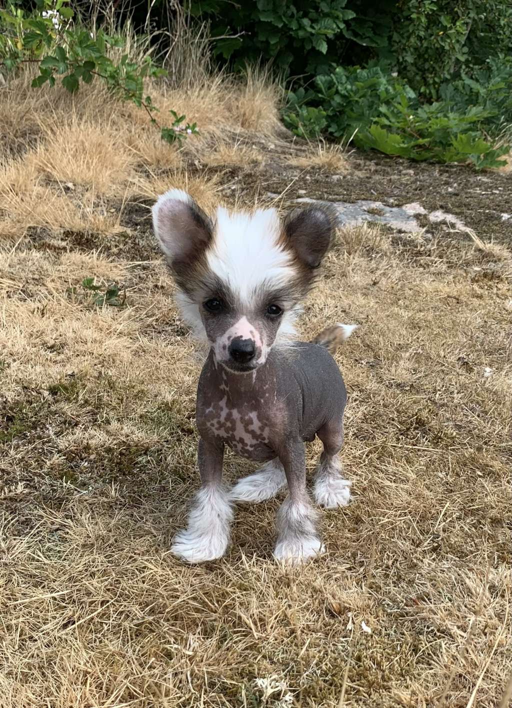 Proud Pony Fair Maiden