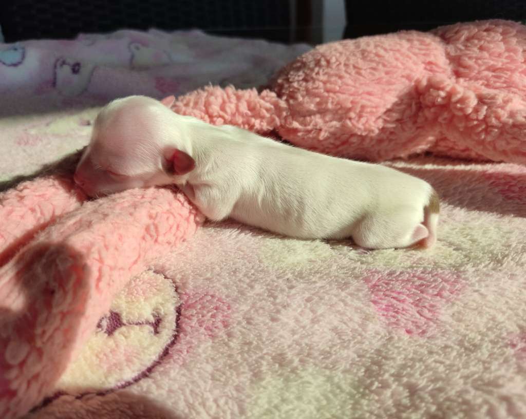 Little Dog Of Dream Racoon