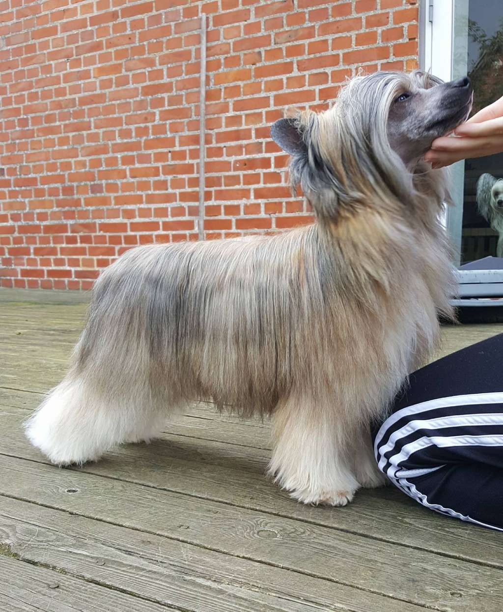 Estillinis Phantom Stranger