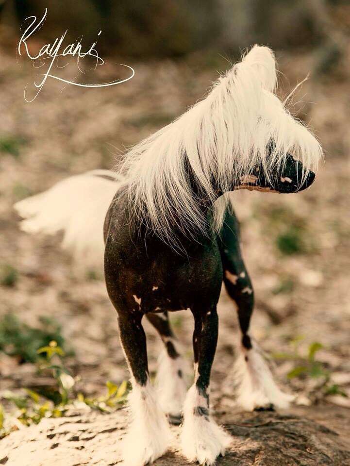 Goollarabang Toil N Trouble