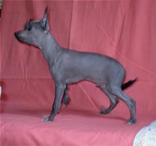 Amelion's Littlewizard