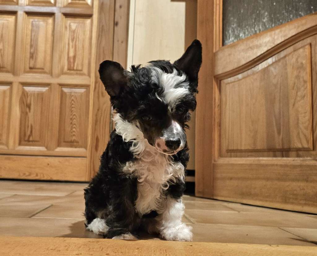 Unlimited Jenny Avokaduh