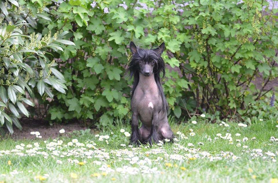 Incanto Del Mondo Shuffle Dance