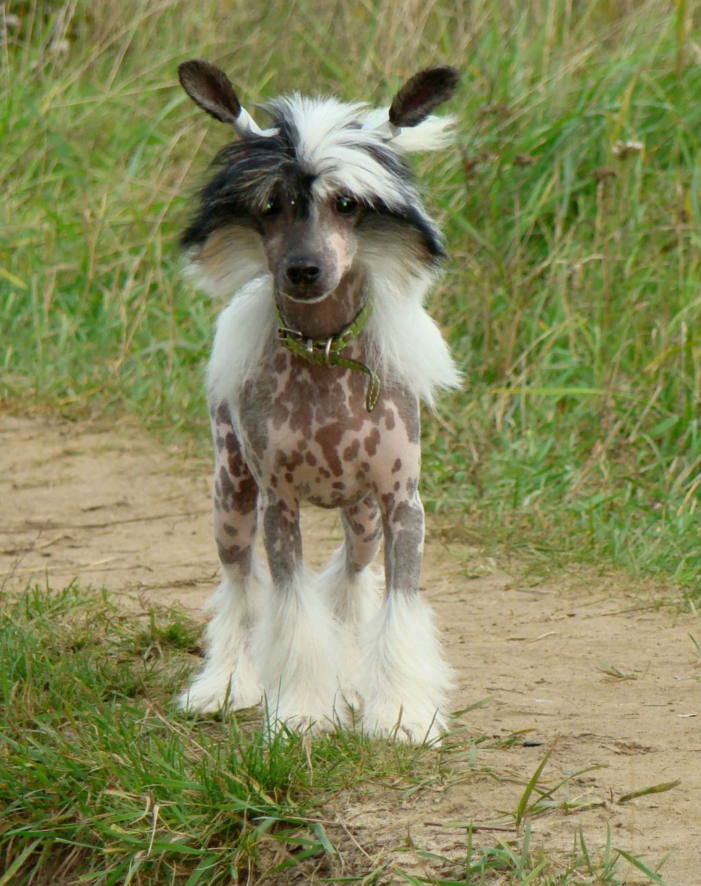 Grand Sunlife Nikko Nari Kristal Yaniry