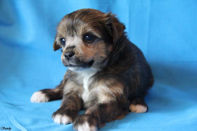 Apriori Vip La Isla Bonita