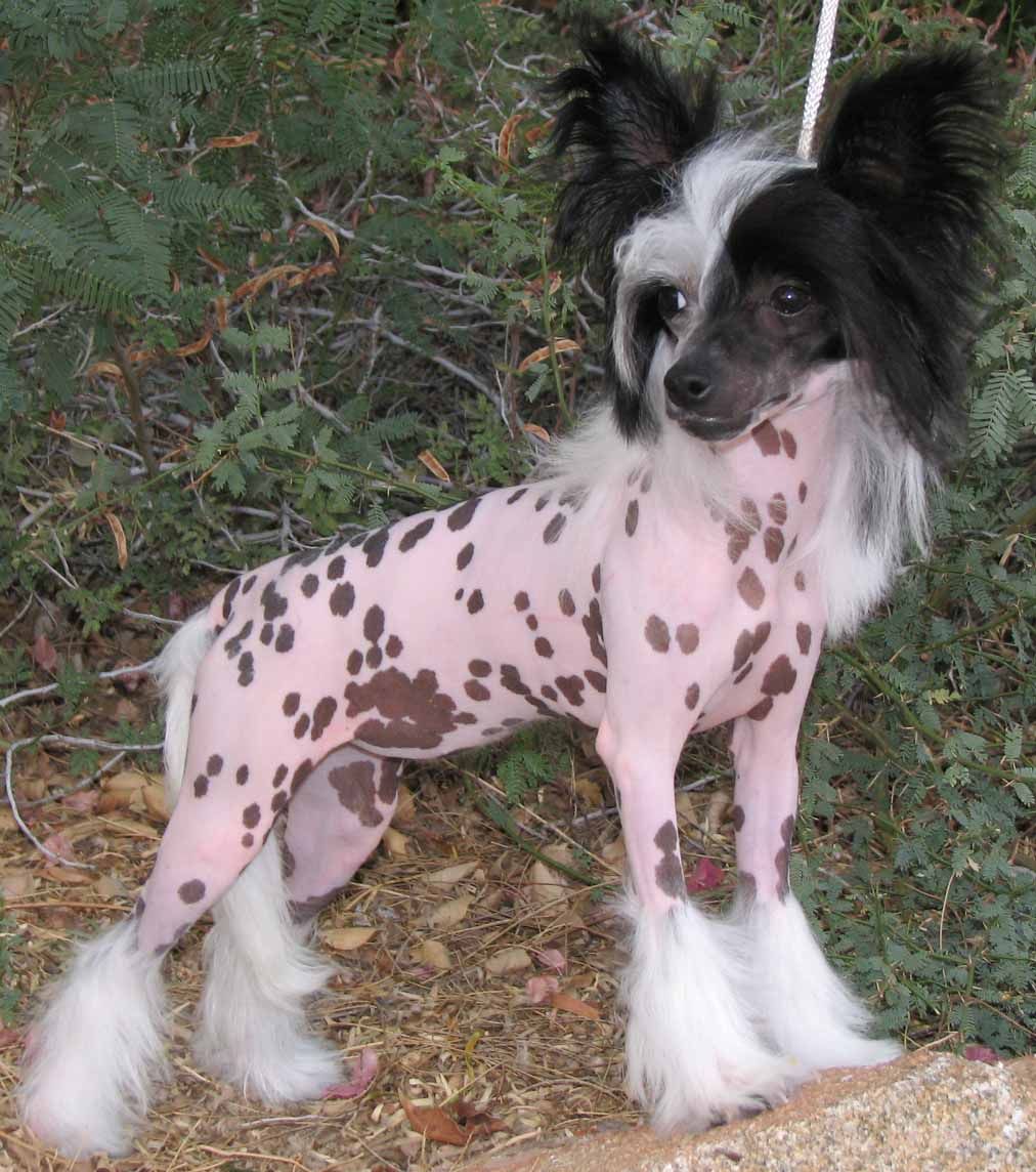 Crest-Vue's Emerald Isle