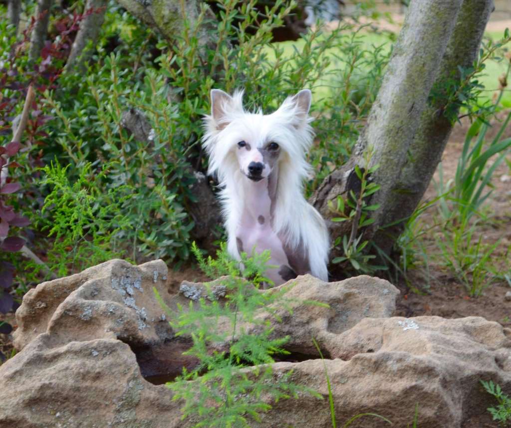 Here I Am von Shinbashi