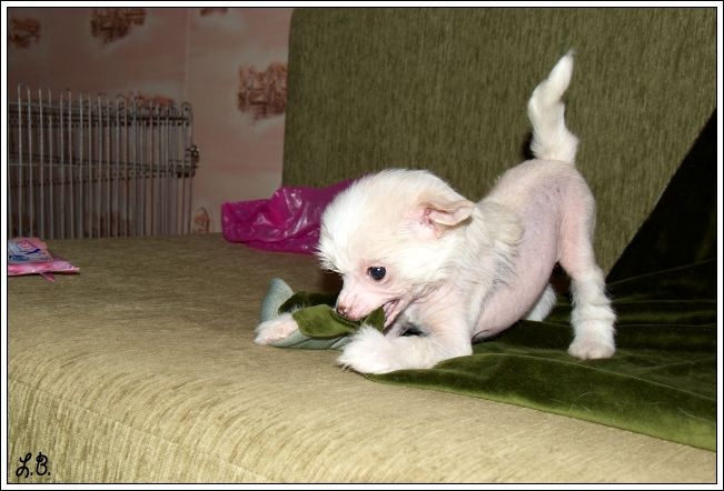 Mashama Mazi Rus Bijongo Salihi