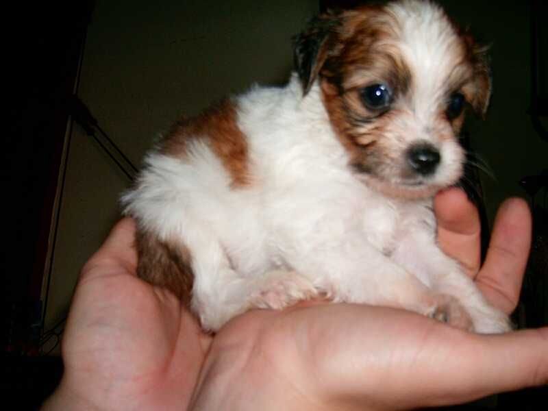 Forssey Chrustowianki