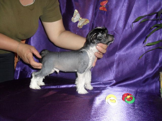 Demario-Dar ot Hohlatogo glamoura