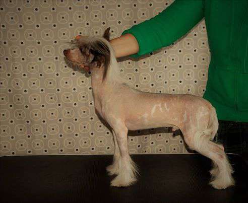 Favorit iz Sozvezdiya Khana