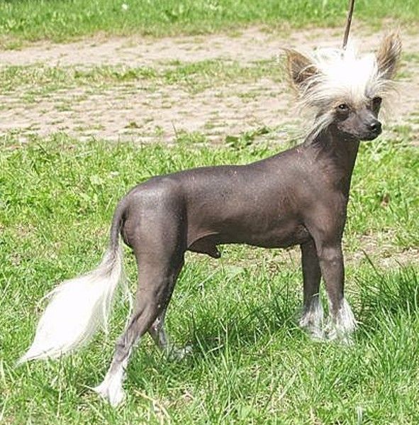 Be my Dog's Amoroso Assai