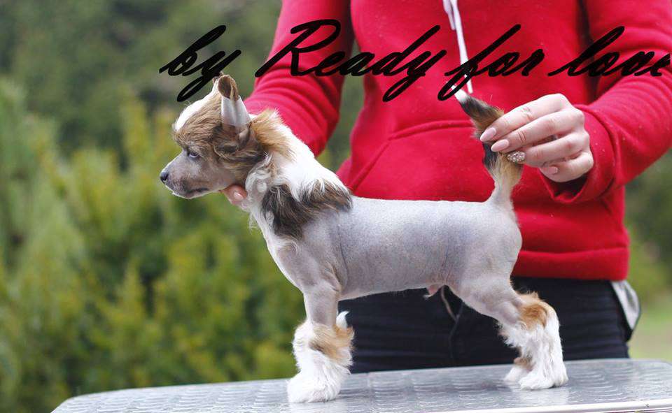 MUSTANG Ready for love