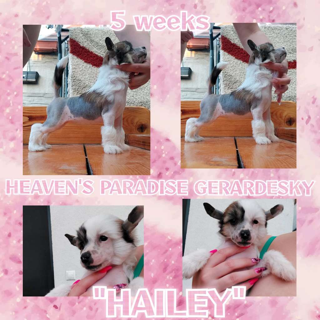 Heaven's Paradise Gerardesky