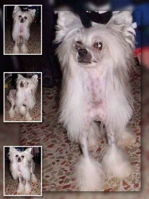 Illatos Szölövirág Frida at L'Essence de Mon Tout