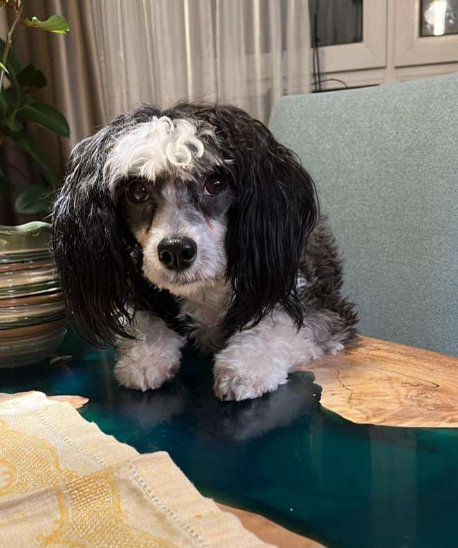 Apriori Vip Chanel Coco