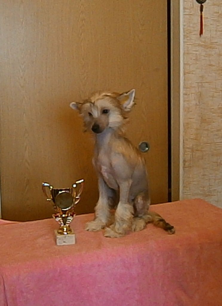 Karnelius Royal Blaid