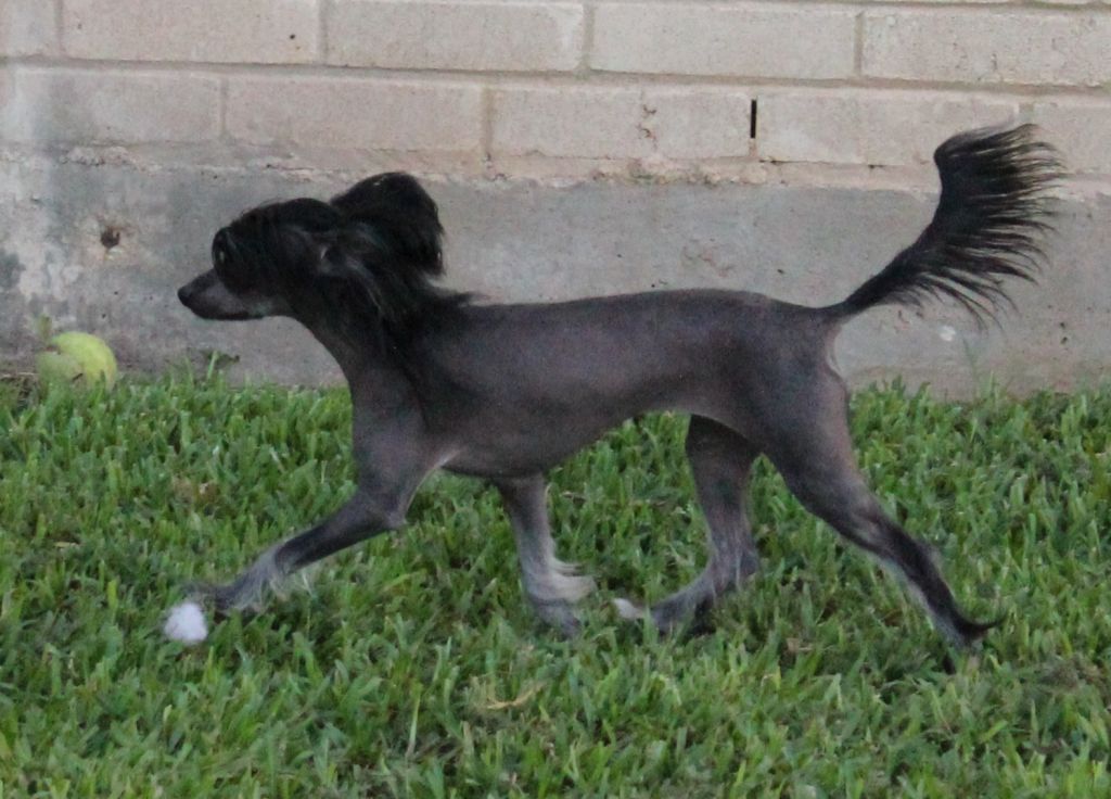 Crestars Halle BareE