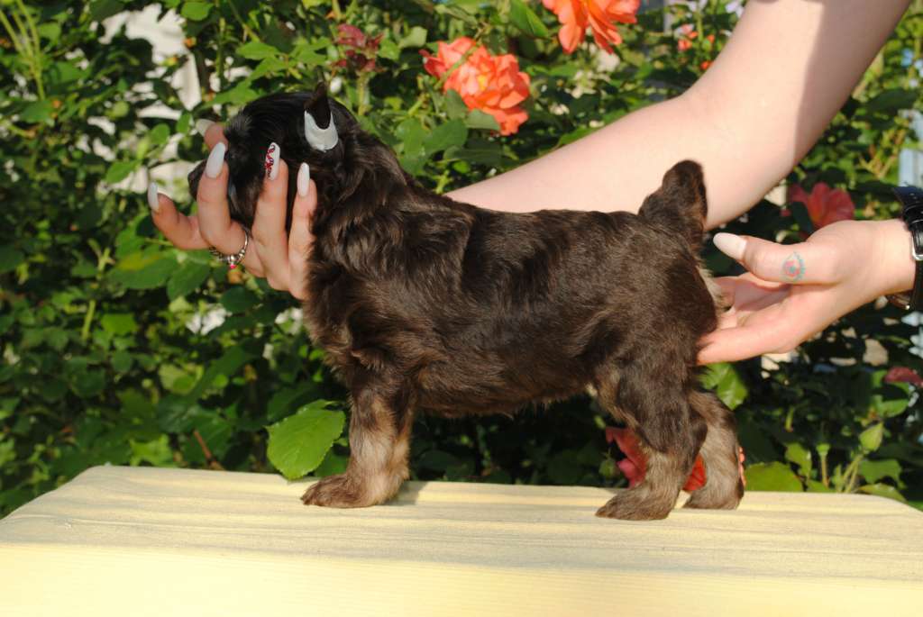 Bi-Lav Plus Number One (Puff)