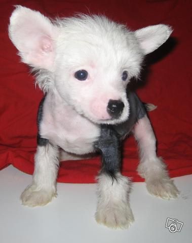 Kejsaren Av Kina Lung Chin