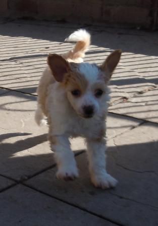 Scherzando Tell Tale from Deecosta