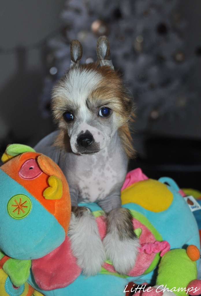 Paparazzi Little Champs