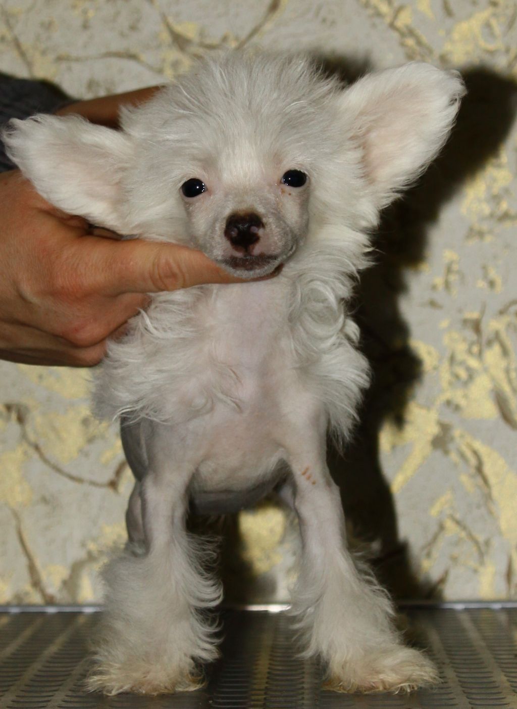 Premier Mari Iskorka Lubvi