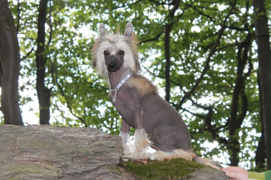 Gratney Queen Malverne