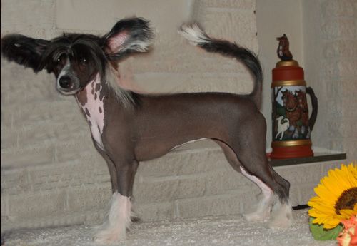 De La Mahafu's Fancy Black Farrah