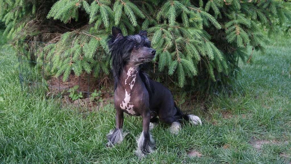 Flair Planet Of Dream