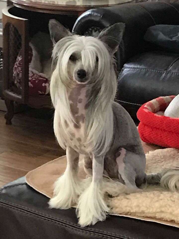 Ch Rosebriar's She Will Reign Ca Fcat2 Att