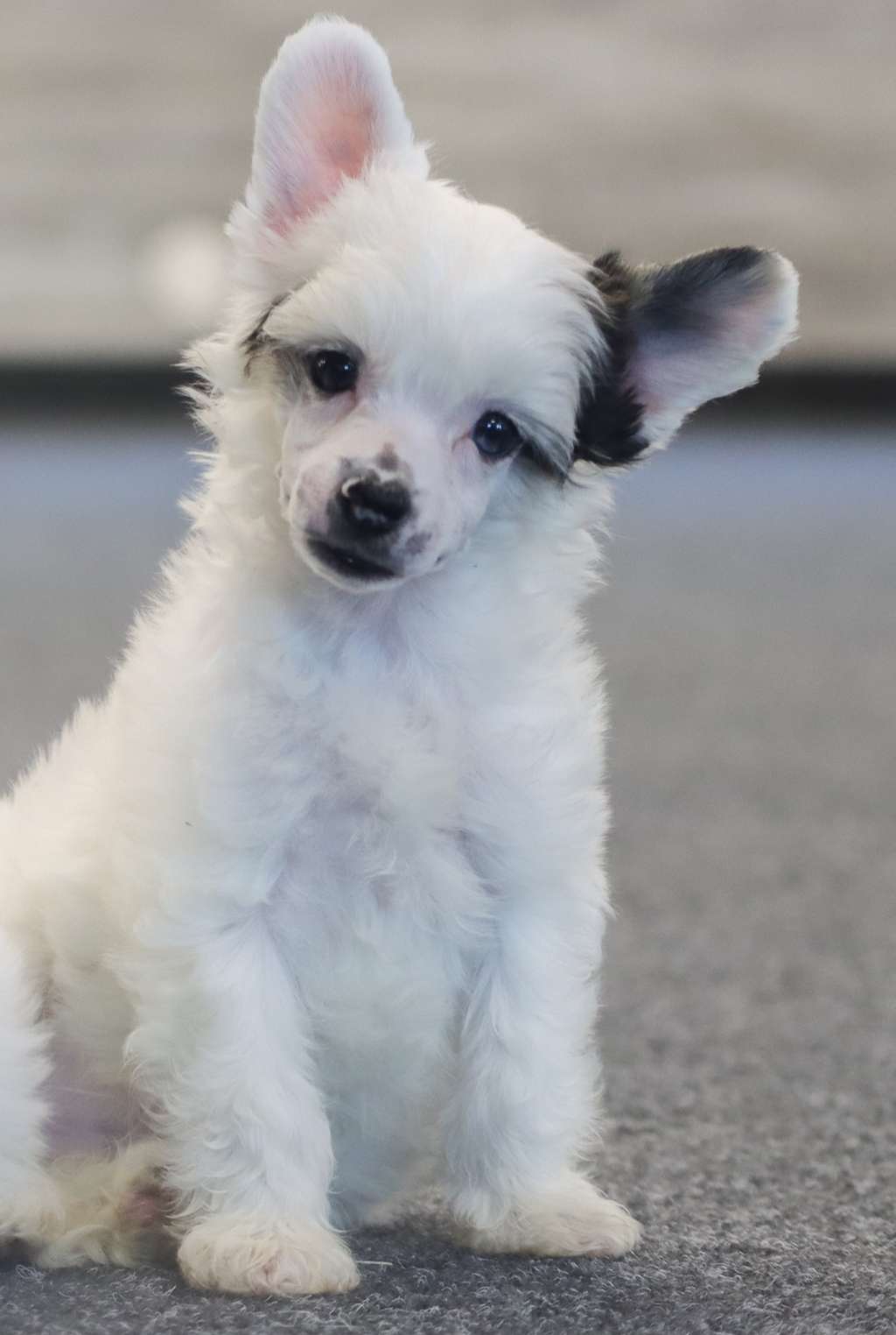 Crestilux Idyllic Image