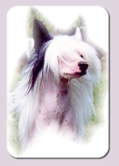 Bourbon Street Blues Man