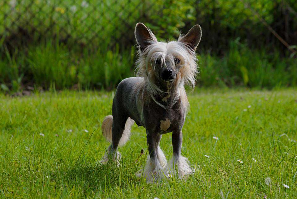 SUZI z Lowickiego Ksiestwa