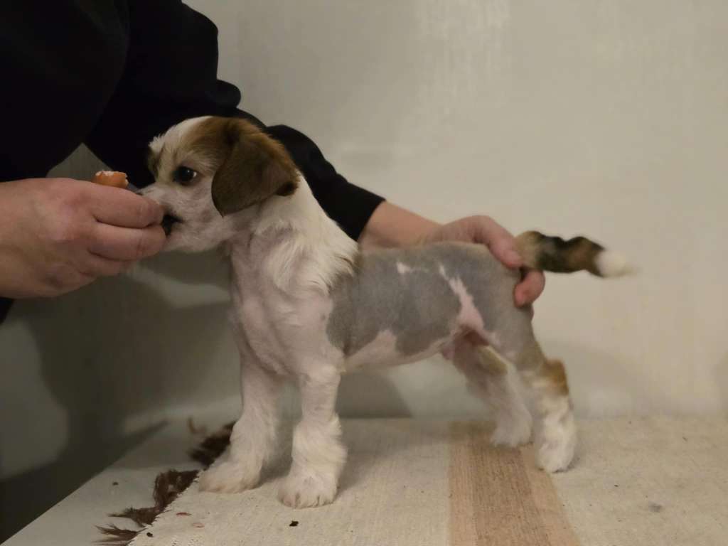 Crestwood Tail Wagging the Dog