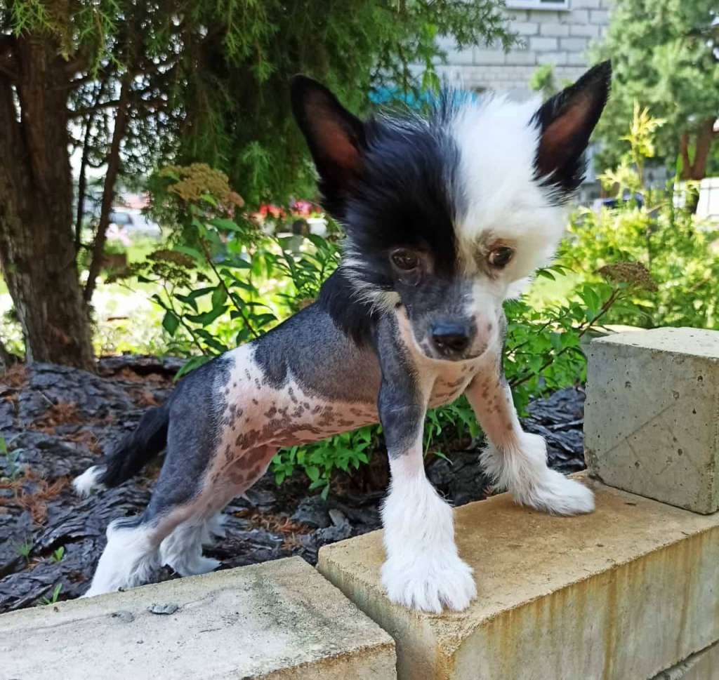 Prima Eva Bonus Westtai