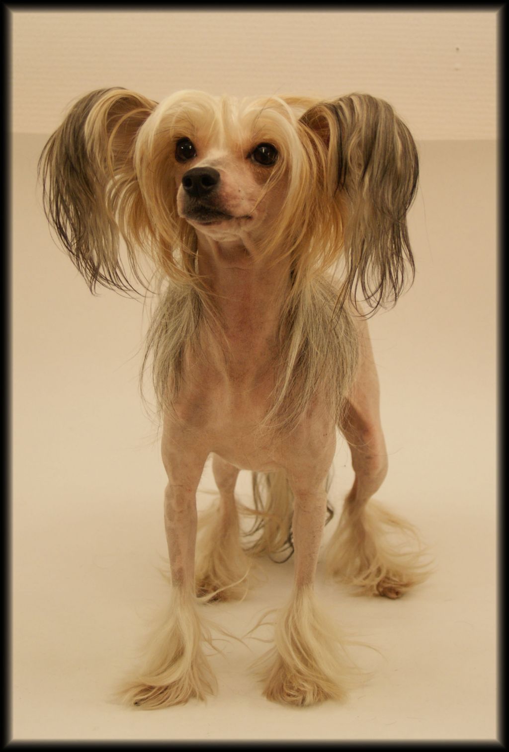 Curlycrest's No One Knows