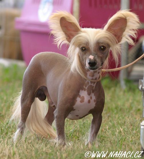 Gandalf Cherie Boheme