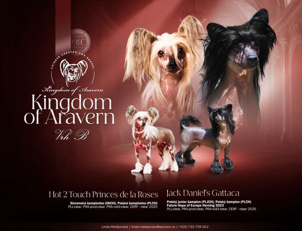 Bambi Kingdom of Aravern