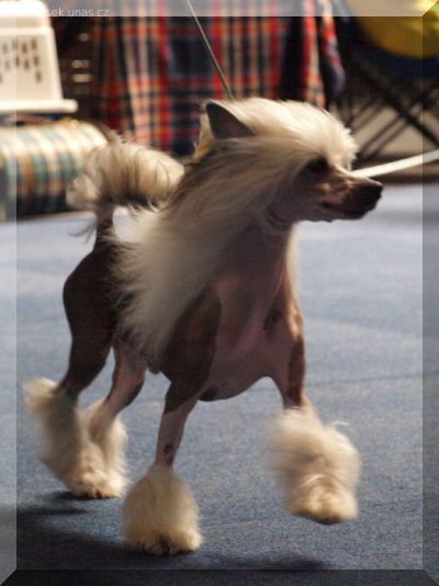 Zayadena von Shinbashi