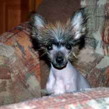 Irgen Gold Vera Fisher 