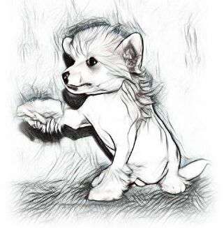 Magic of Success Noble Knight Carlos