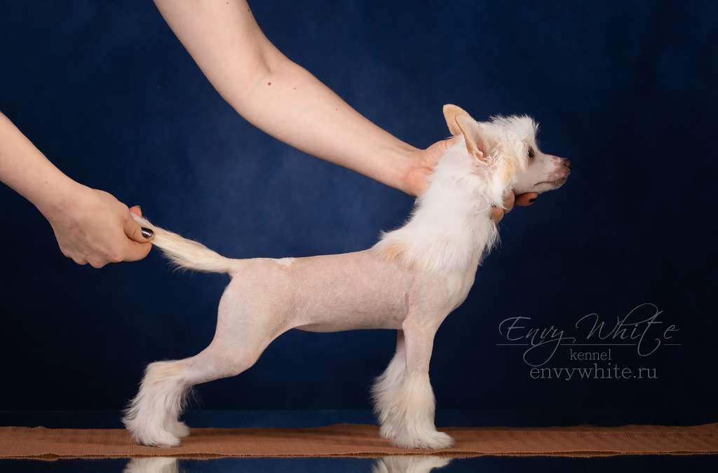 Envy White Soaring Bestia