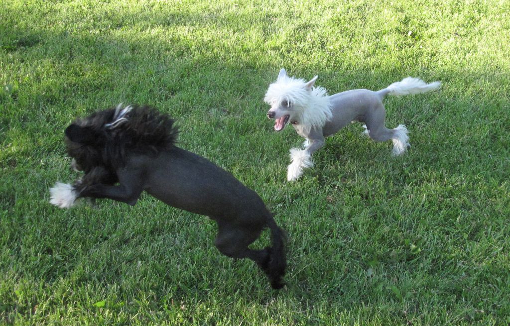 Crestars Firecrest Gumz HL