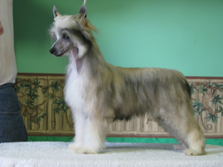 WhisperingLane Risky Business